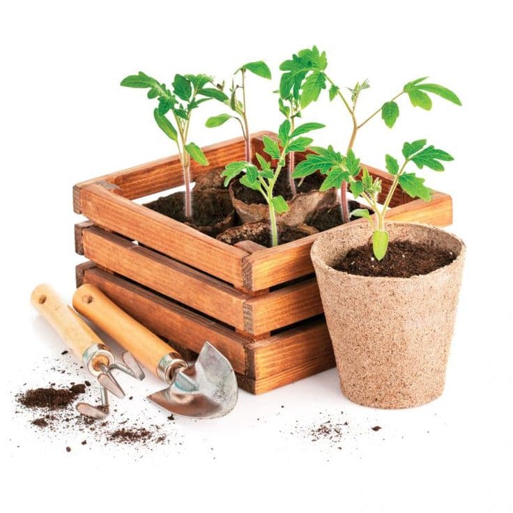 Рассада овощная